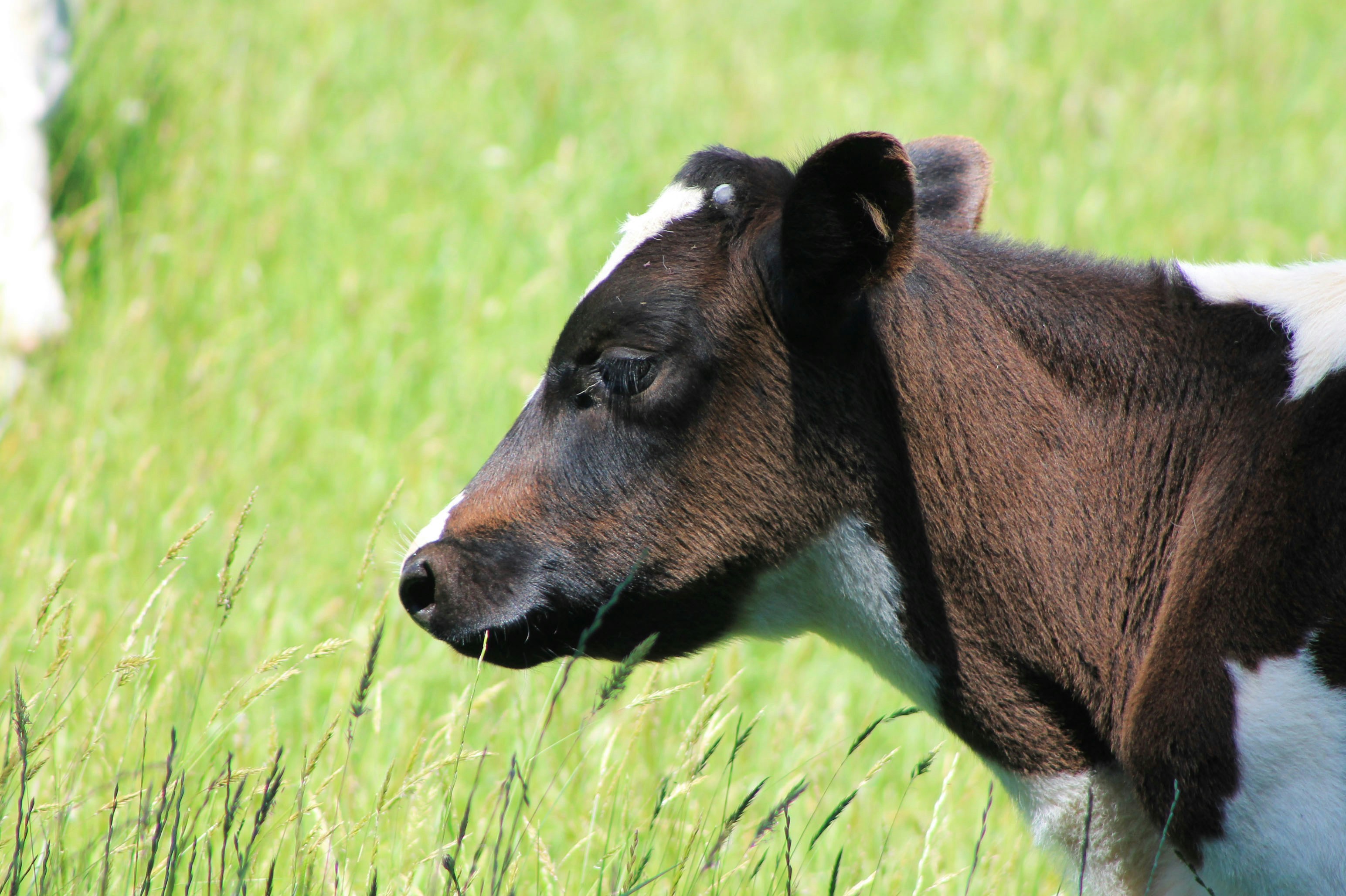 Calf head